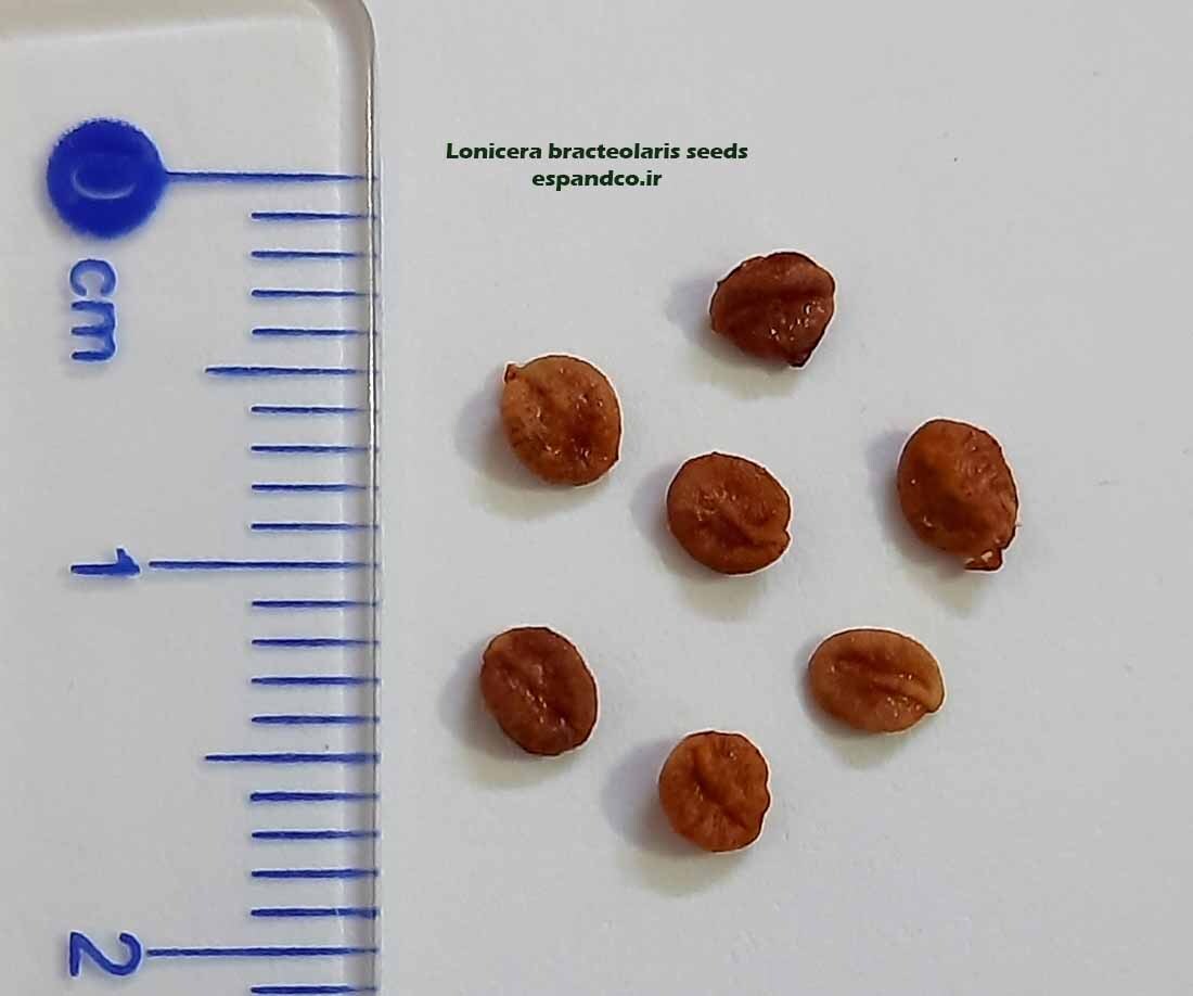  Lonicera bracteolaris seeds 
